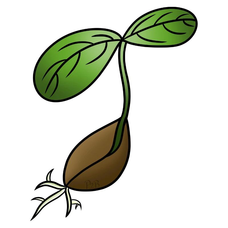 Germination! By Pousse2Bamboo !