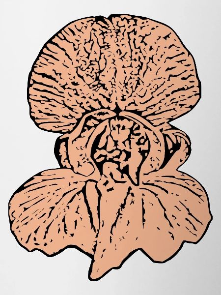 Orchidee rosa
