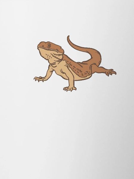 Bearded dragon