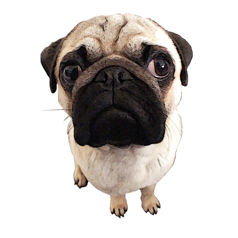 Mops Blick