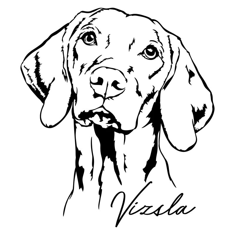 Portrait de VIZSLA Wilsigns Jagdhund Jagdhund