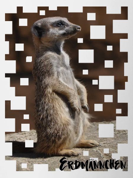 suricates