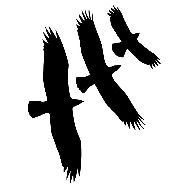 Vautours, aigles, buse - Oiseaux de montagne - Cadeau