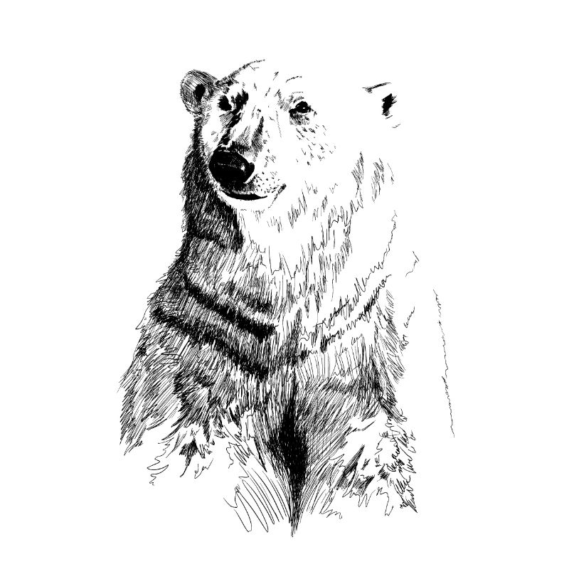 ours blanc
