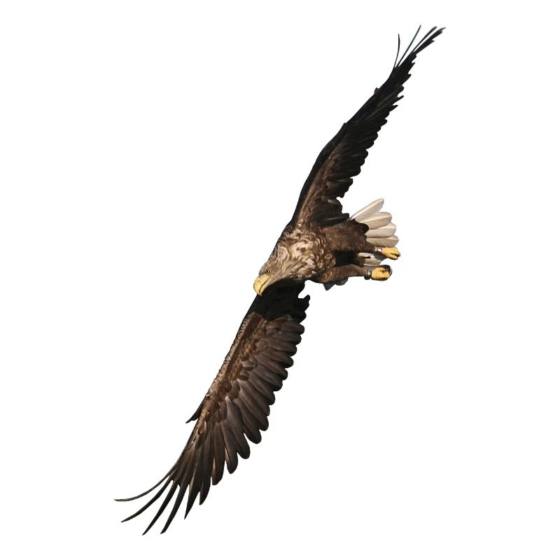 Sea Eagles