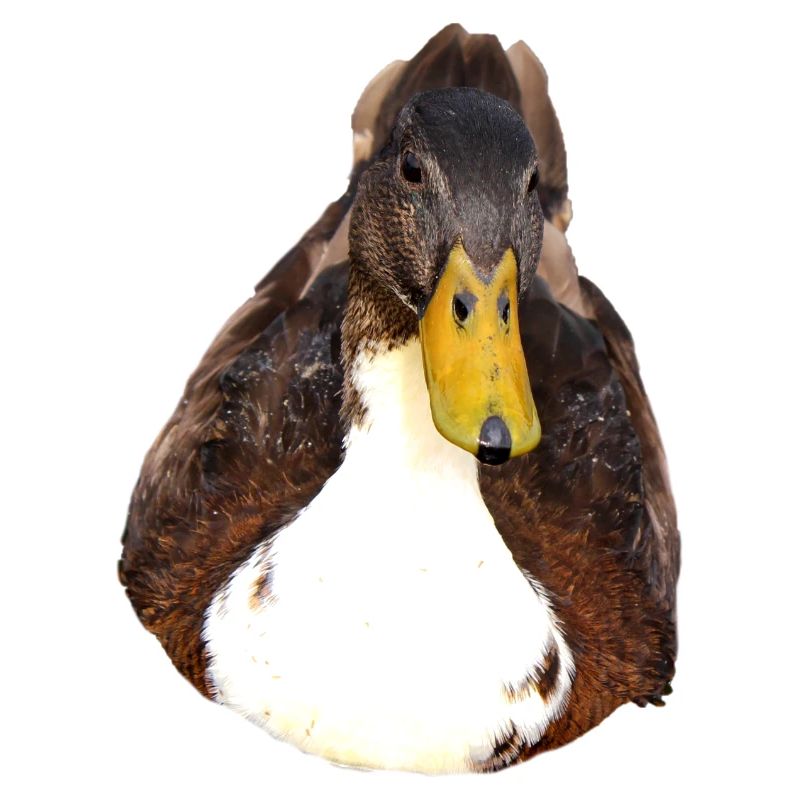 Duck