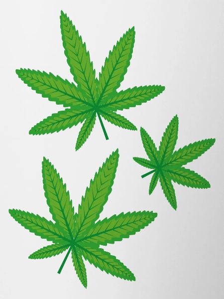 Feuilles de cannabis vertes