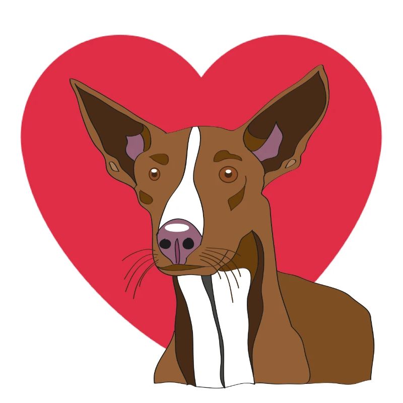 Podenco avec coeur