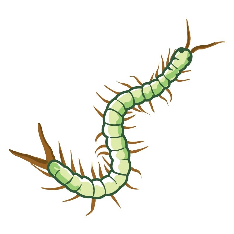 Skolopender insecte chenille Centipede toxique