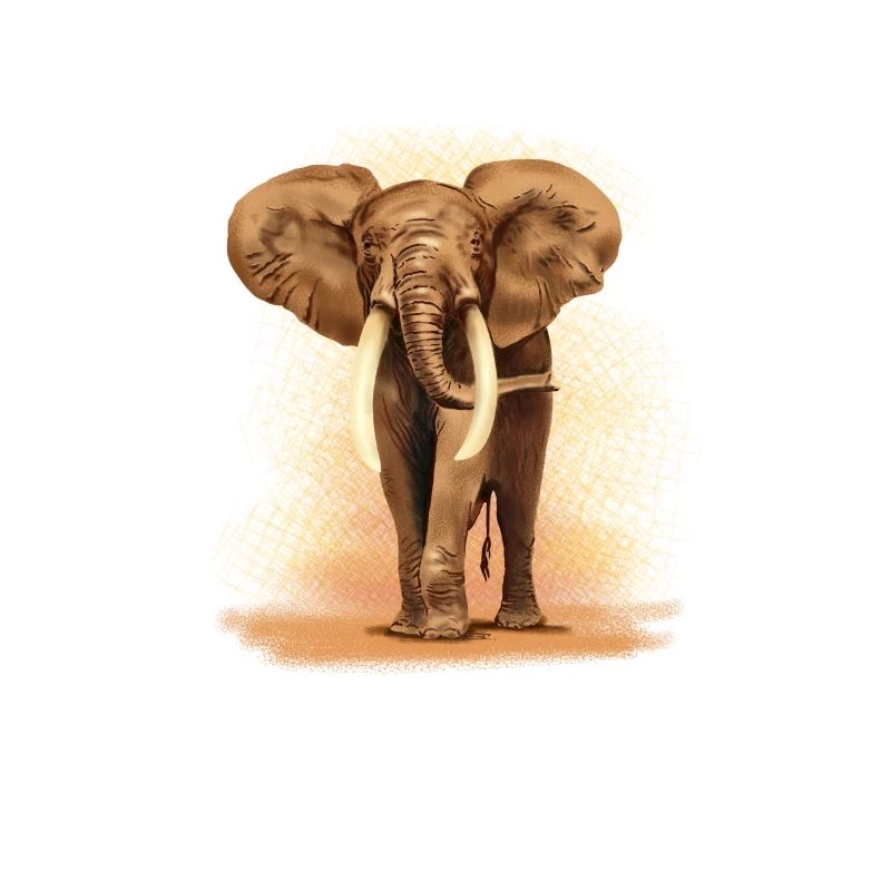 éléphant