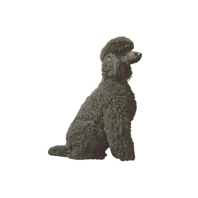 Black Poodle