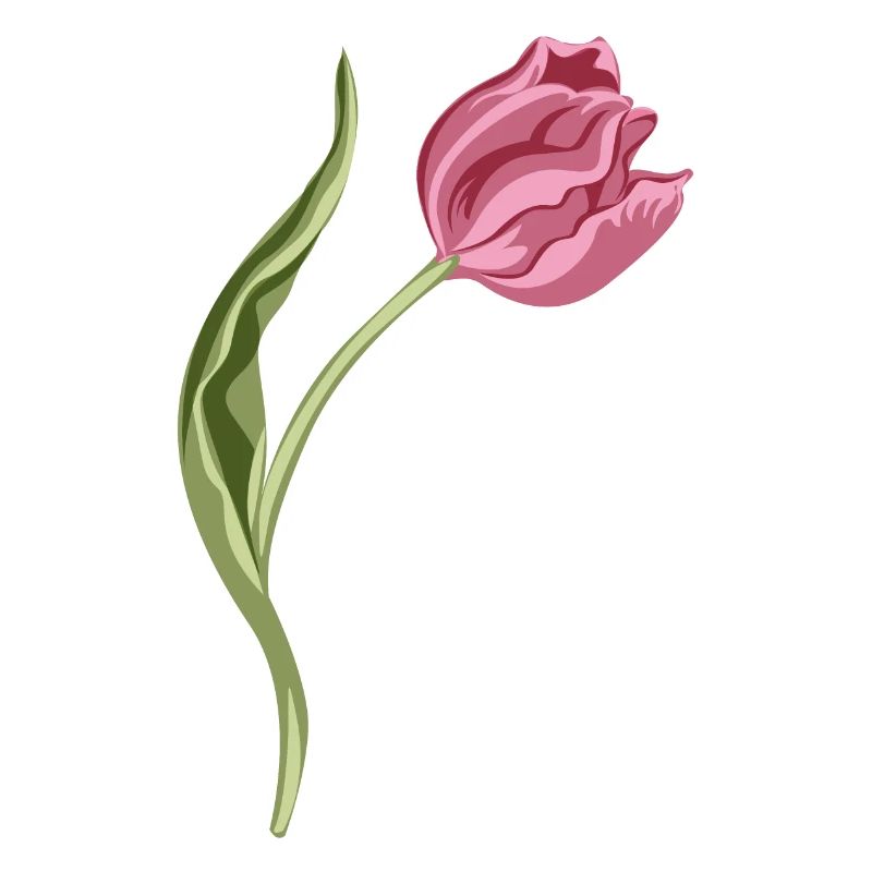 Illustration élégante de tulipe rose
