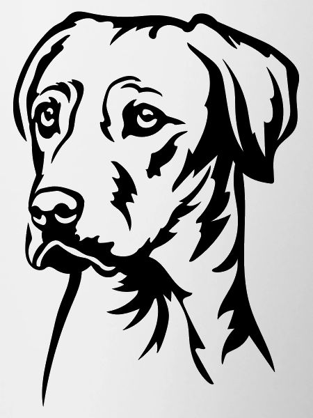 Rhodesian Ridgeback Head