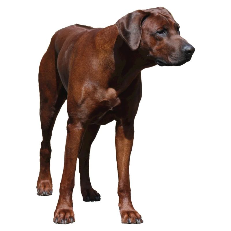 Rhodesian Ridgeback - Motif Chien