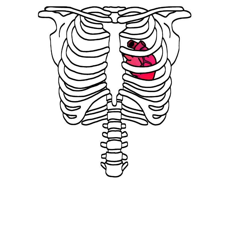 Skeleton rib cage with heart