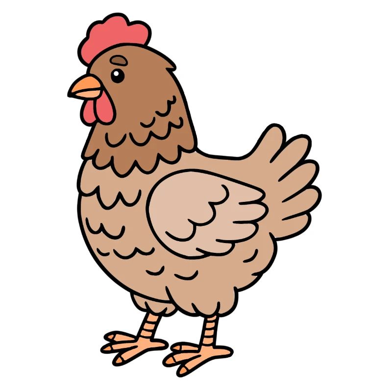 Chicken Chickens
