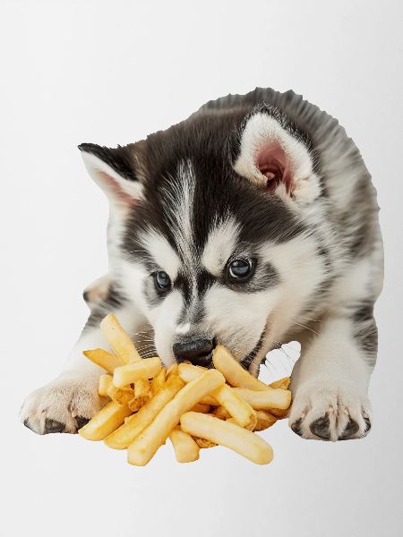 Siberian Husky