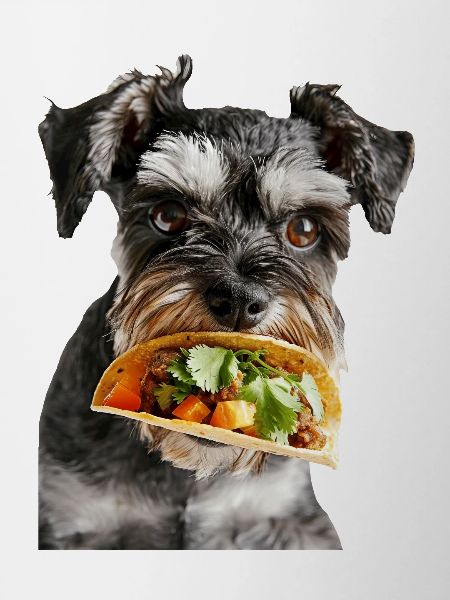 Schnauzer nain