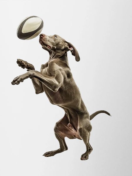 Weimaraner