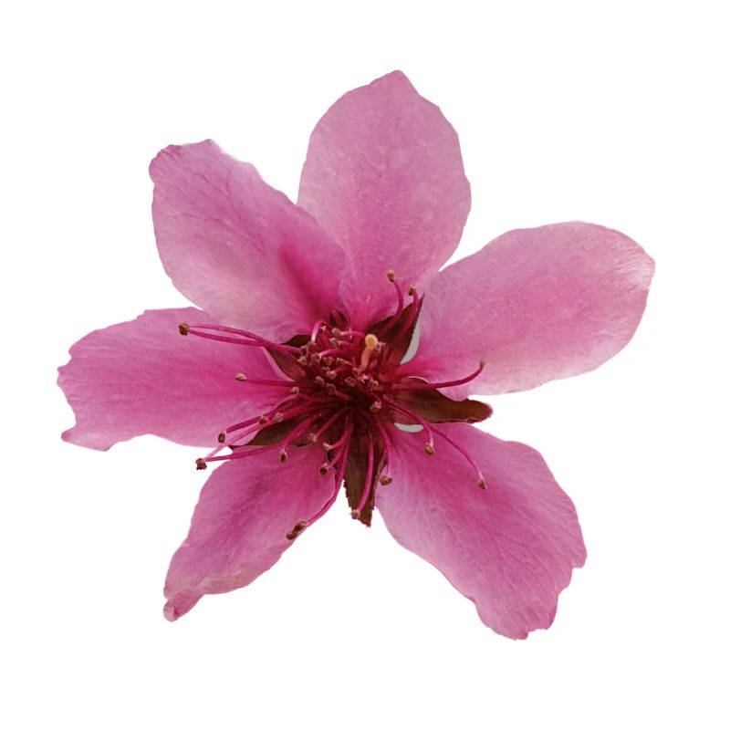 fleur de pêche