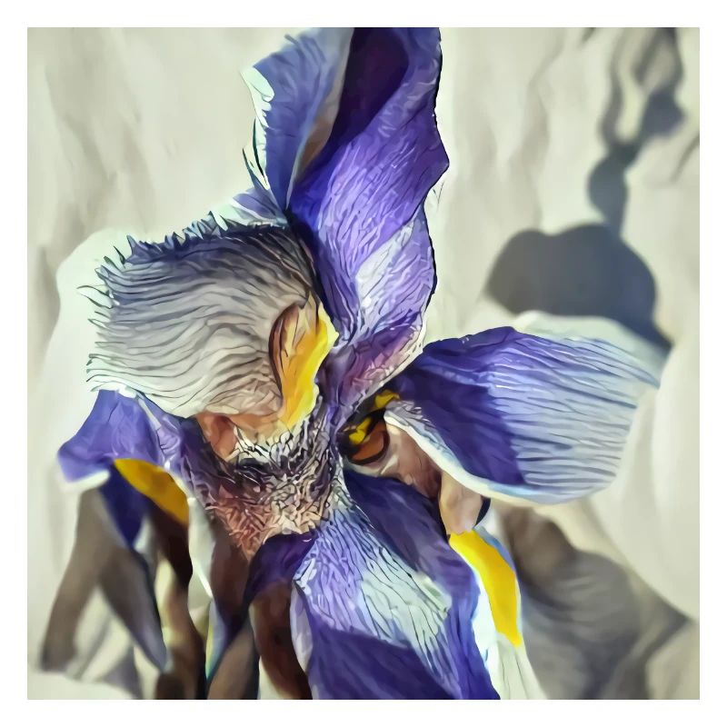 Purple iris flower in full bloom
