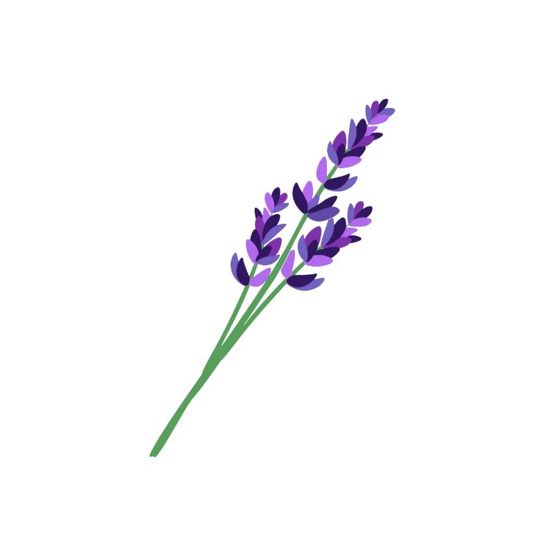 Lavendel 1