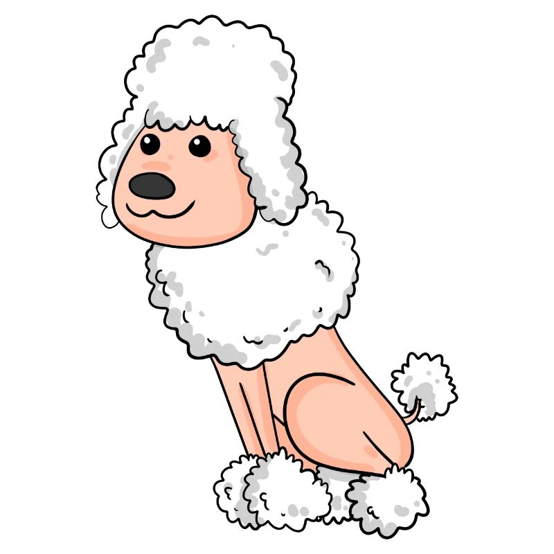 Caniche blanc
