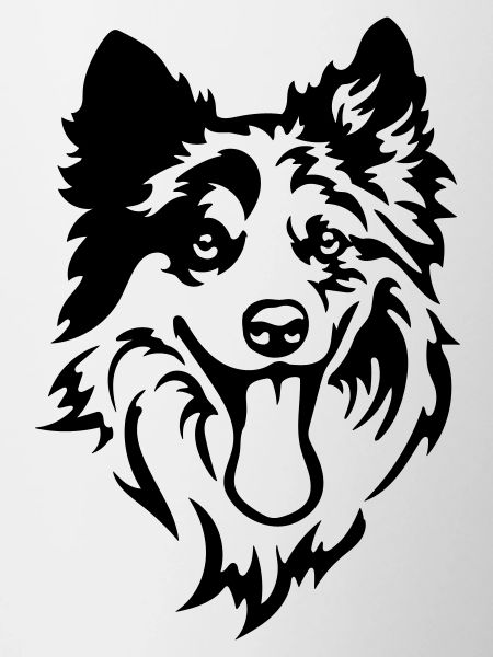 Border Collie Head