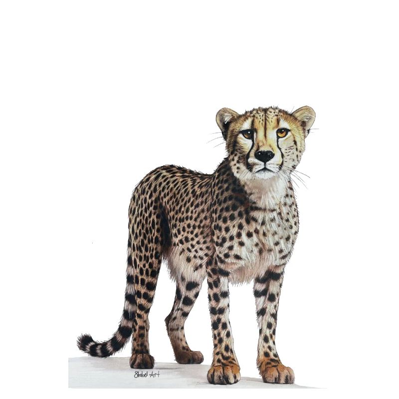 Cheetah - Gepard