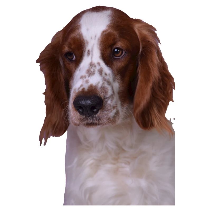 Welsh Springer Spaniel