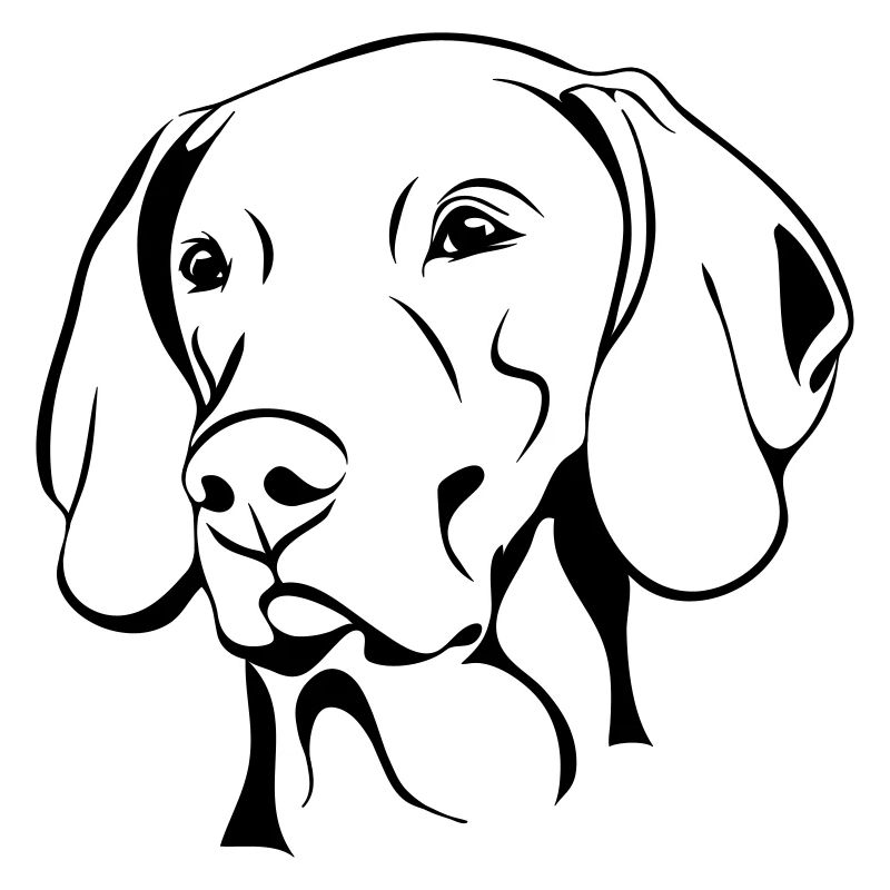 WEIMARANER chiens chiens de chasse chien Wilsigns