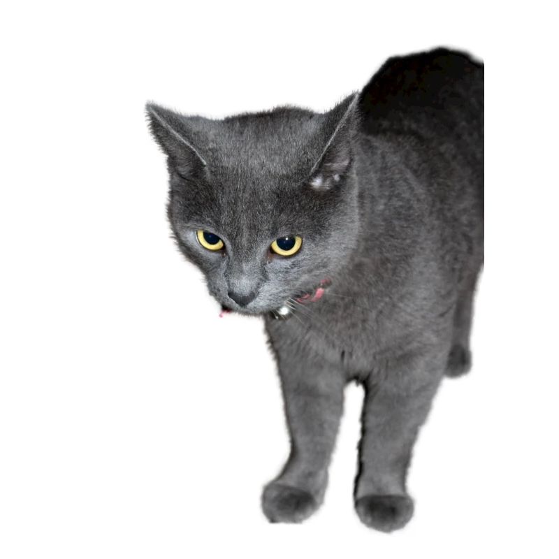 Chat noir gris