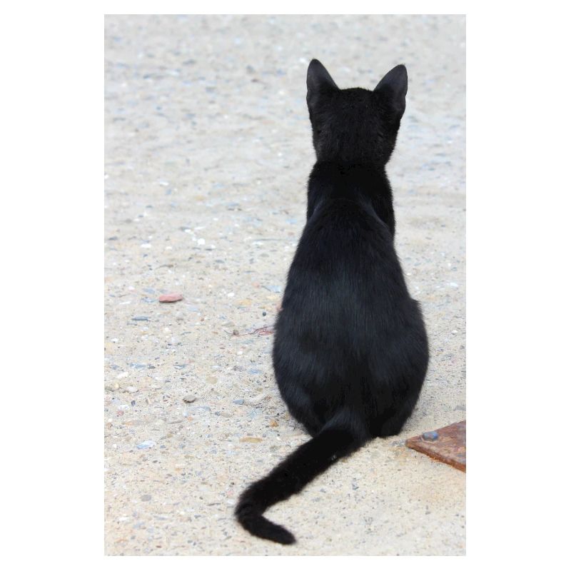 Katze Kätzchen Katzenshirt Geschenk