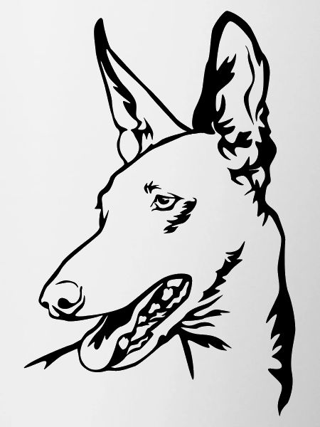 Podenco head