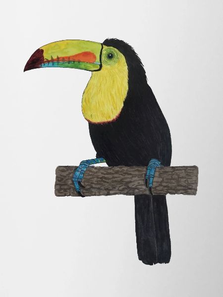 Toucan Jungle Rainforest