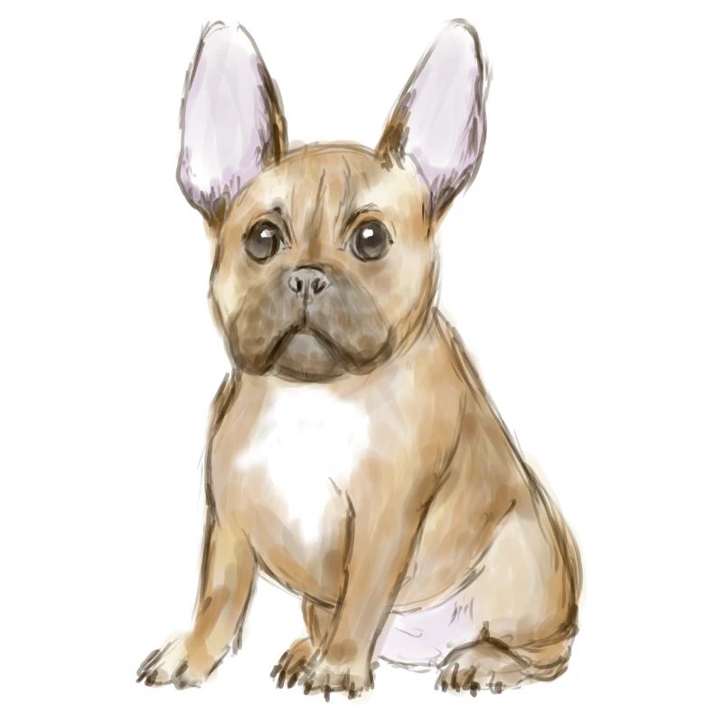 Adorable chiot bouledogue français