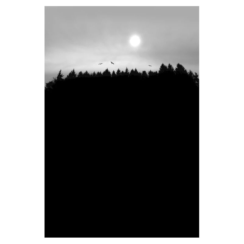 Forest Night Winter Solstice