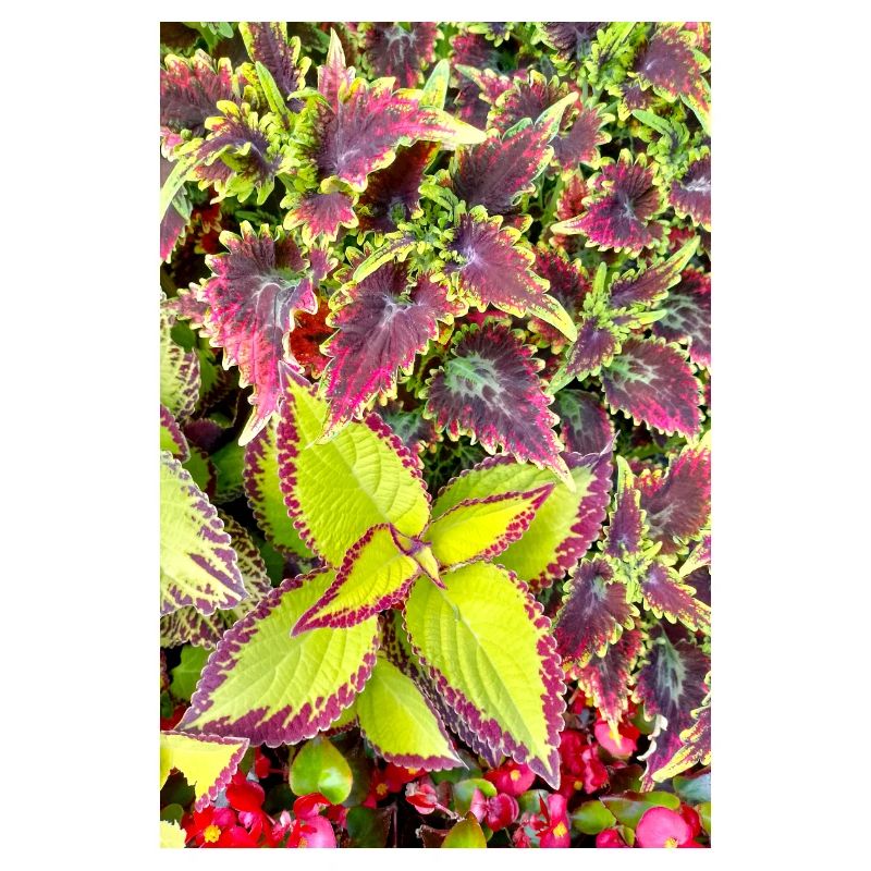 Feuilles de jeu de couleur Coleus / Ortie