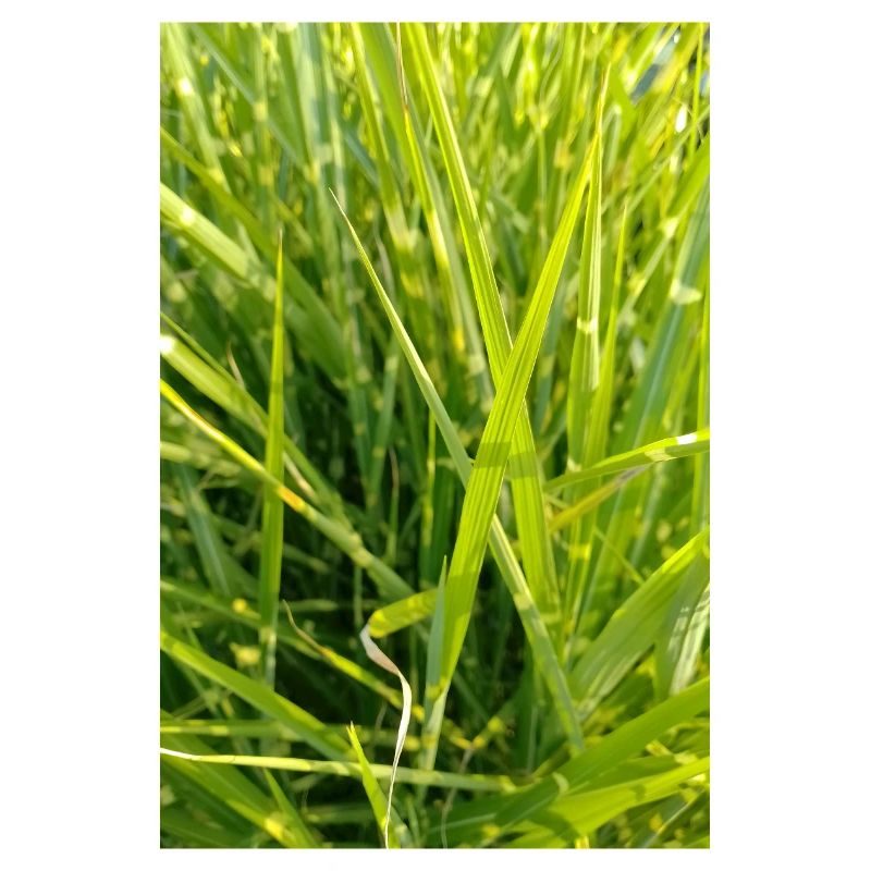 Grasduft Nahaufnahme