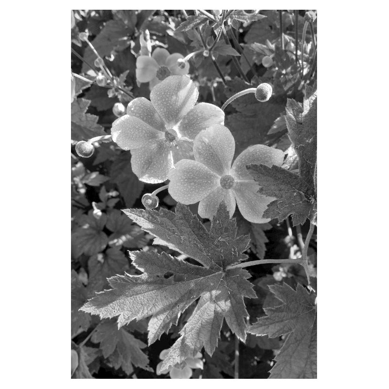 ANÉMONES D’AUTOMNE noir/blanc