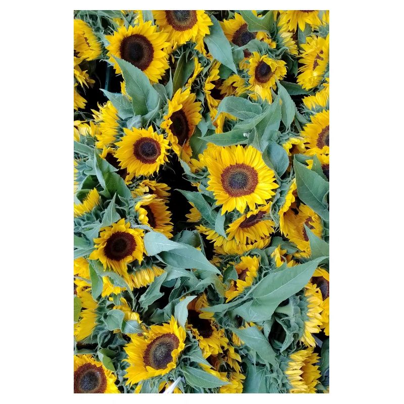 HUMEUR DE TOURNESOL