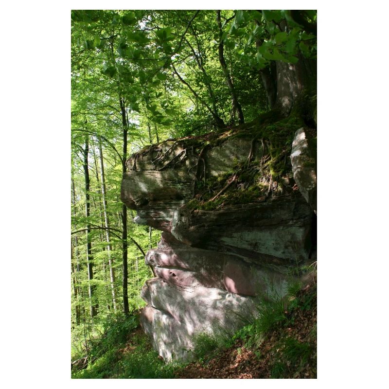 Waldfelsen im Morgenlicht / Nordschwarzwald