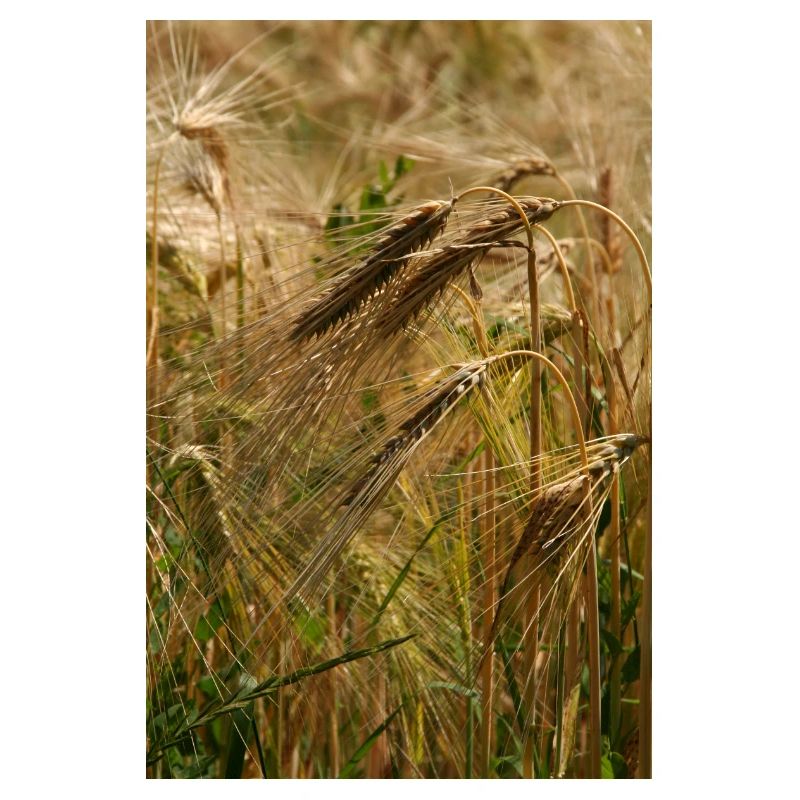 BLÉ D’OR