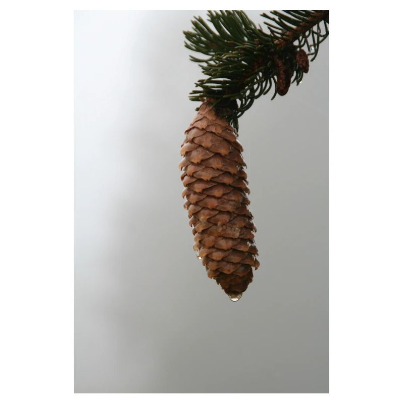 PINE CONES IN THE MORNING MIST
