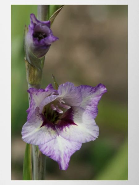 Gladiolus – starch in bloom