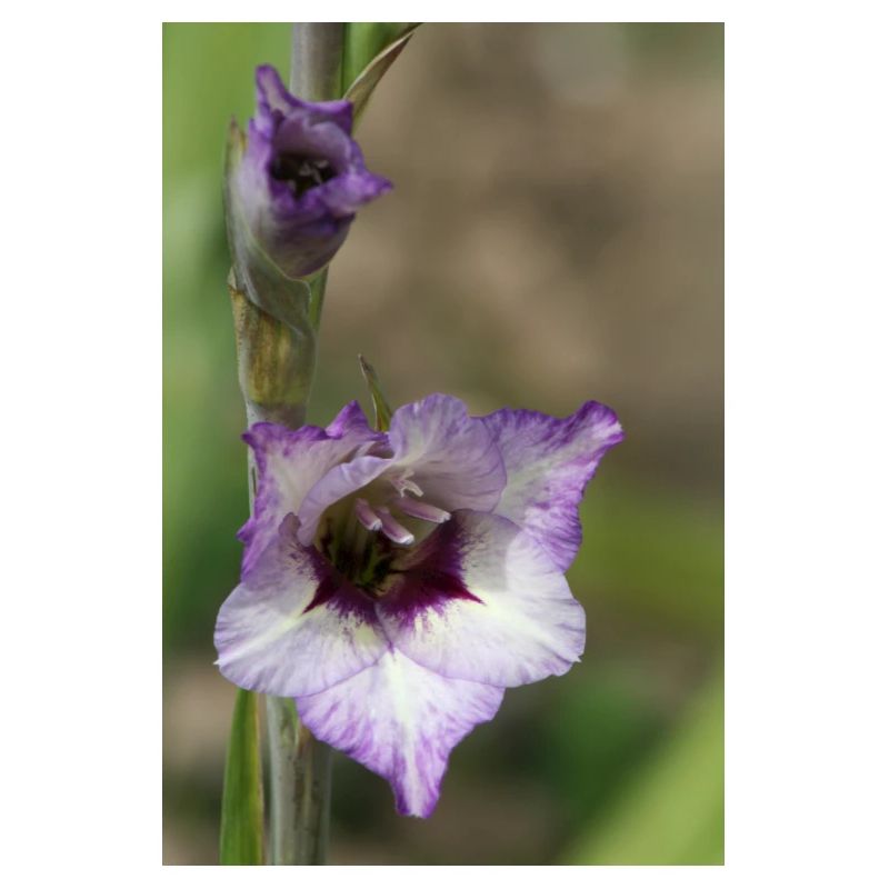 Gladiolus – starch in bloom