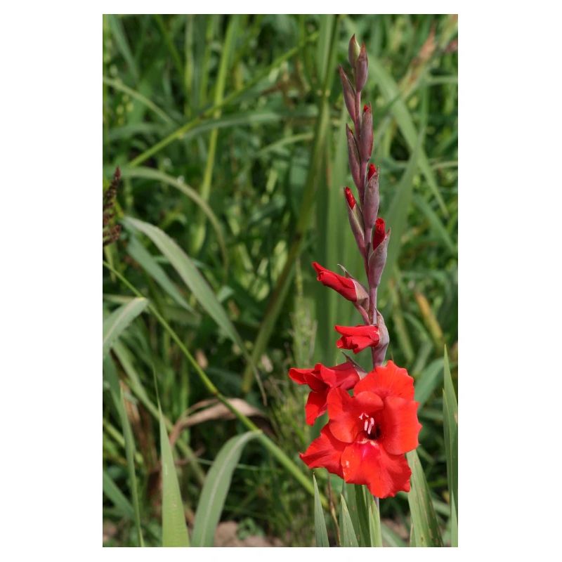 Glaïeul – amidon en fleurs