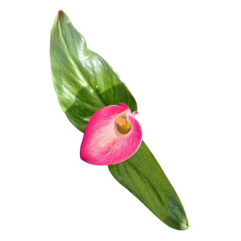 Pink Calla Blossom