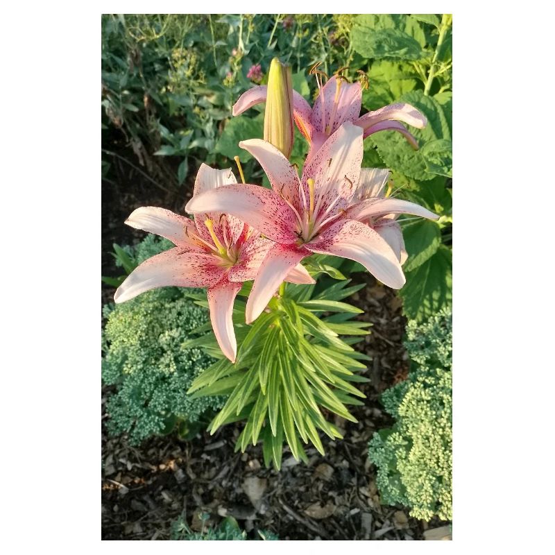 Lily Roses Blossoms