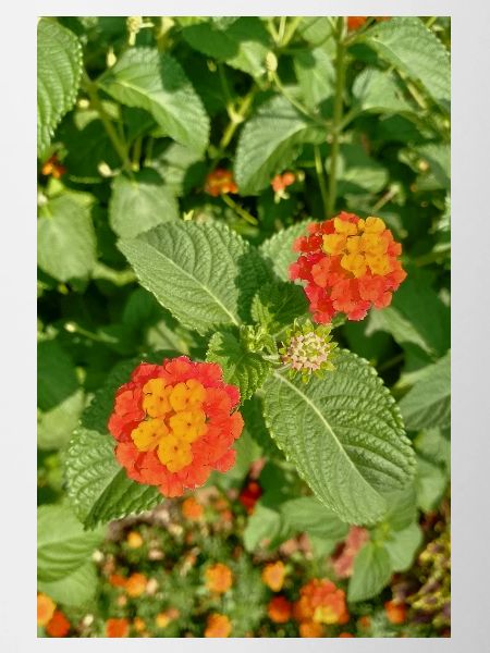 Blooming Garden – Colourful Atmosphere